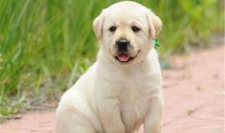 纯种拉布拉多犬价格 350元可不可以买一条纯种拉布拉多犬